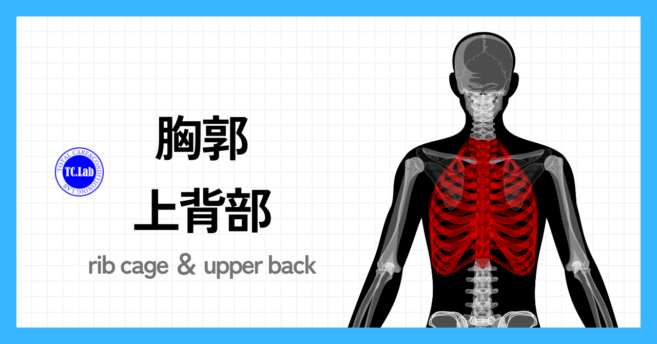 胸郭・上背部